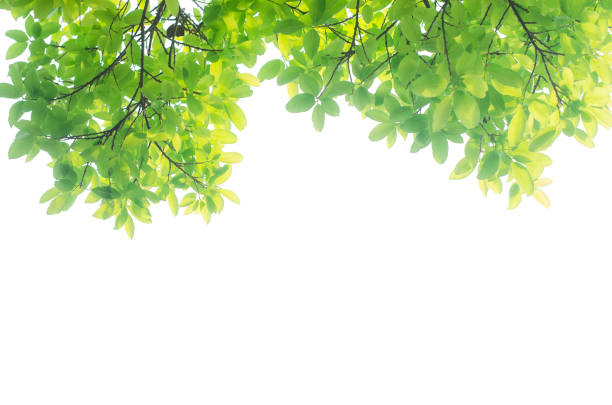 istock green leaves isolated white background with clipping path. nature frame for decoration design. 1165340771
