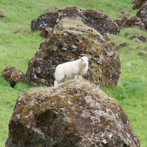 istock Sheep standing on a rack near Vik, Iceland 1165340891