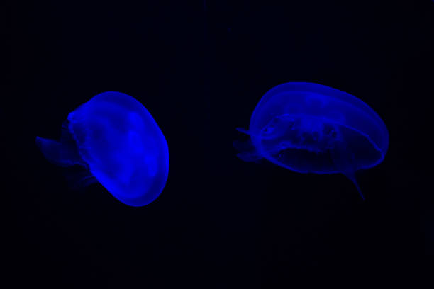istock Common Jellyfish (Aurelia aurita) with a dark background in blue tones (also called, moon jellyfish, moon jelly, or saucer jelly) 1165341054