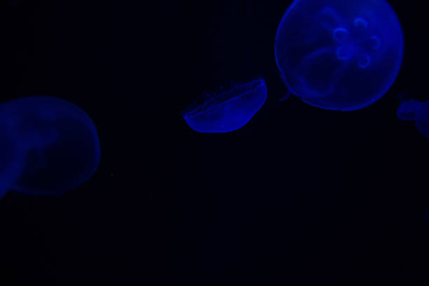 istock Common Jellyfish (Aurelia aurita) with a dark background in blue tones (also called, moon jellyfish, moon jelly, or saucer jelly) 1165341679