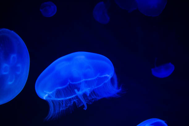 istock Common Jellyfish (Aurelia aurita) with a dark background in blue tones (also called, moon jellyfish, moon jelly, or saucer jelly) 1165342075