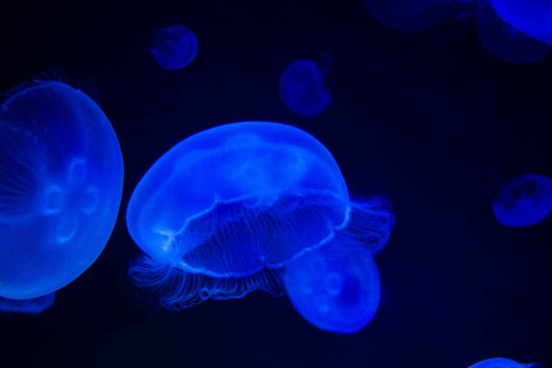 istock Common Jellyfish (Aurelia aurita) with a dark background in blue tones (also called, moon jellyfish, moon jelly, or saucer jelly) 1165342097