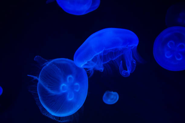 istock Common Jellyfish (Aurelia aurita) with a dark background in blue tones (also called, moon jellyfish, moon jelly, or saucer jelly) 1165342098