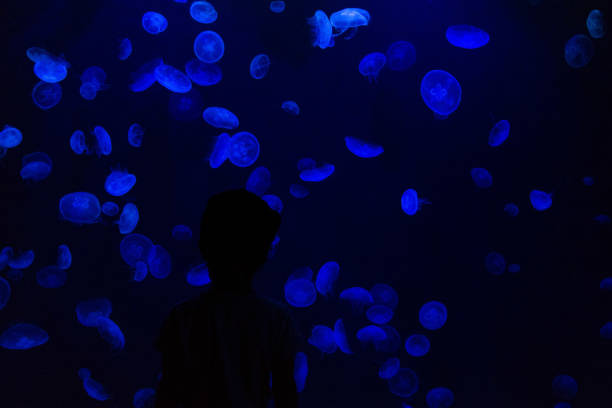 istock Common Jellyfish (Aurelia aurita) with a dark background in blue tones (also called, moon jellyfish, moon jelly, or saucer jelly) 1165343175