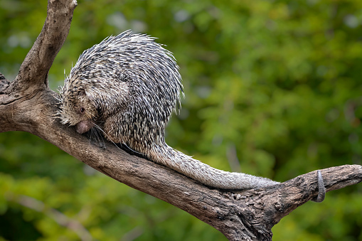Cola prehensil (Porcupine Coendou prehensilis) en una rama de árbol, cuerpo completo photo