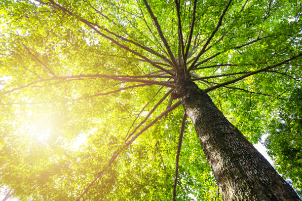 istock Green concept. Top tree with green Leaves shot from below and sun light. 1165343800