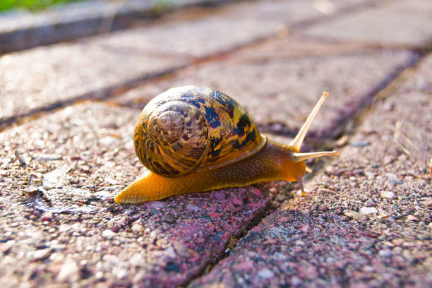 istock Closeup of one snail with shell on 1165343838