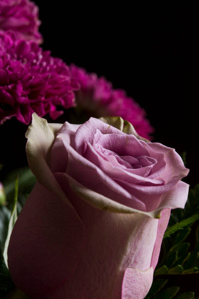 istock Pink rose flower in bloom macro still on a flower bouquet 1165344535
