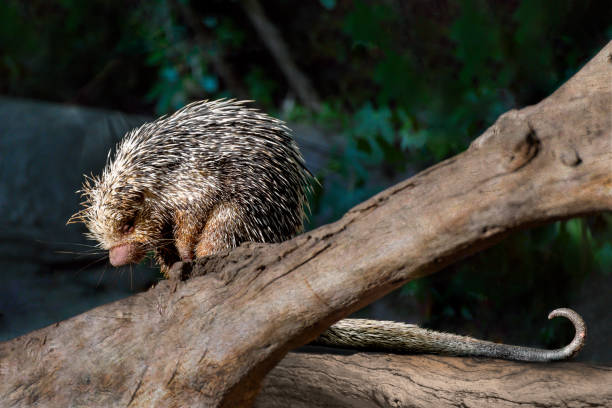 cola prehensil (porcupine coendou prehensilis) en una rama de árbol, cuerpo completo - puercoespín fotografías e imágenes de stock