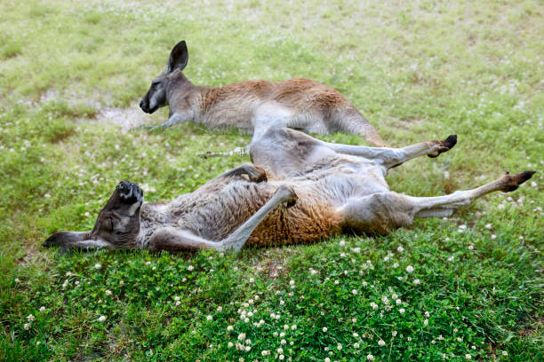 cerrar dos canguros relajantes fying en la hierba en el sol, durmiendo en el trabajo - kangaroo animal humor fun fotografías e imágenes de stock