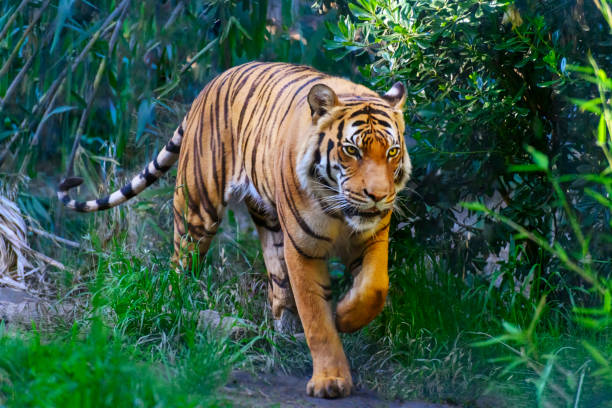 숲속의 벵골 호랑이, 카메라를 향해 걷고 - bengal tiger 뉴스 사진 이미지