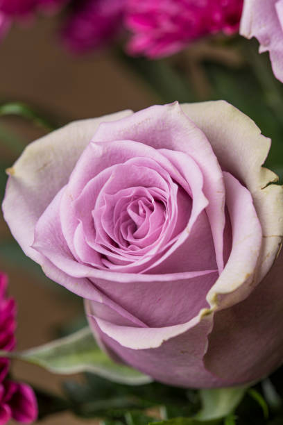 istock Pink rose flower in bloom macro still on a flower bouquet 1165344783