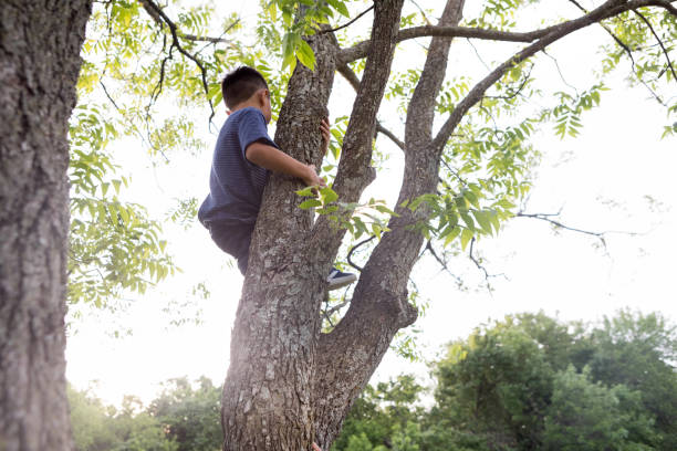 istock Little boy enjoys the view from atop a tree 1165344880
