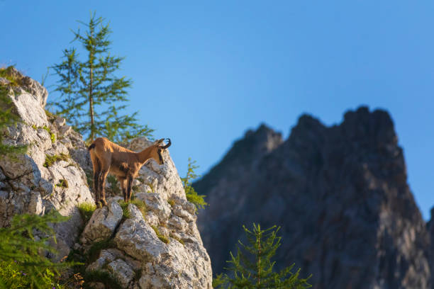 Chamois ( Rupicapra rupicapra ) Europe, Germany, Animal, Animal Wildlife, Animals In The Wild alpine chamois rupicapra rupicapra rupicapra stock pictures, royalty-free photos & images