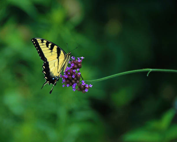 istock Swallowtail Butterfly on Purple Flowers 1165346731