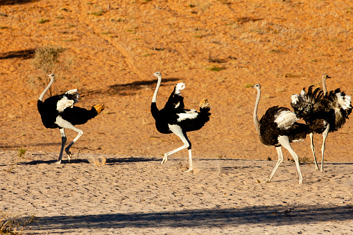 Four wild ostriches flare their wings in the red sand dunes of the Kgalagadi Transfrontier Park in the Kalahari region of South Africa.