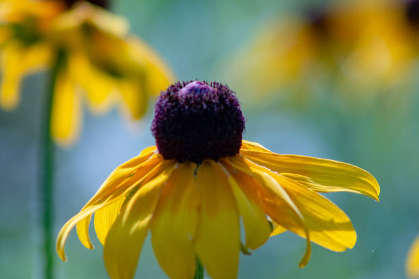 Morning dew on a black-eyed susan wildflower In Canada stock photo