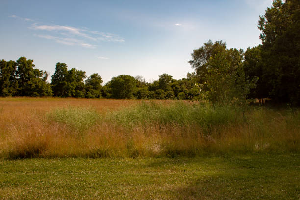 istock beautiful grass landscape photo 1165349561