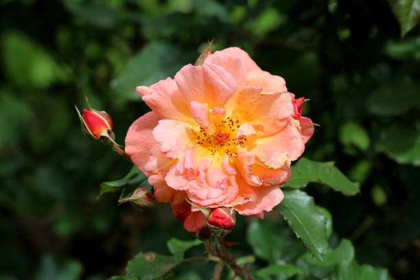 istock Bright orange fully open blooming rose with yellow center surrounded with closed rose buds and dark green leaves in local urban garden 1165349668