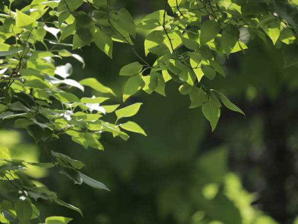 istock Green leaves catch the sun 1165350205