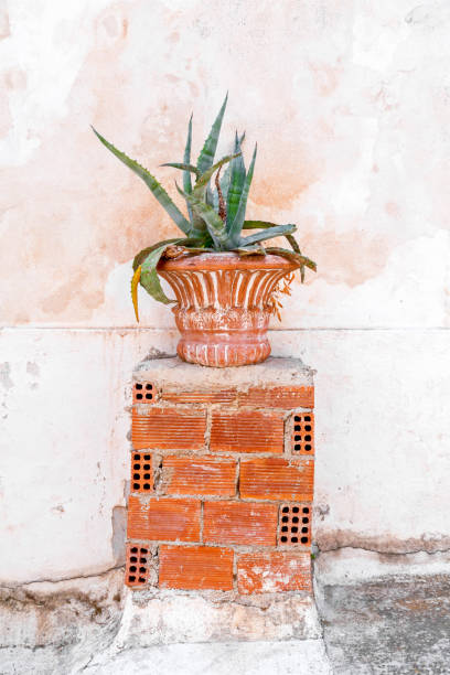 Aloe vera plant in an old terracotta container, urban detail