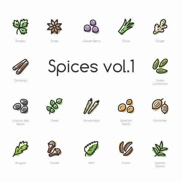 ilustraciones, imágenes clip art, dibujos animados e iconos de stock de conjunto de iconos de línea de especias aislados sobre fondo claro - arugula salad plant leaf