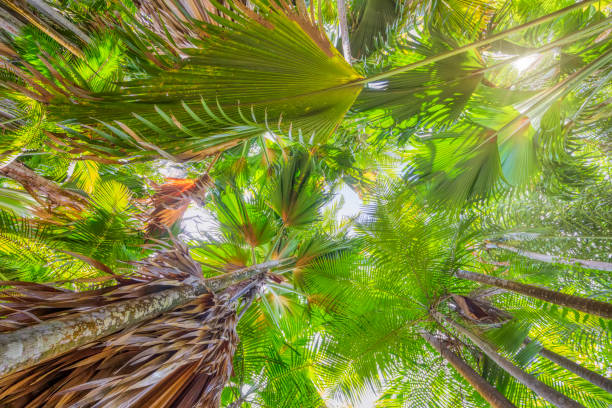 istock Tropical fauna with palm tree 