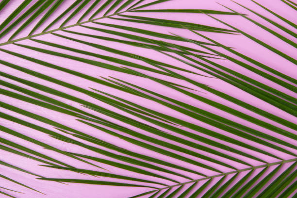 istock on a pink background, close-up, green leaf of palm 1165356844