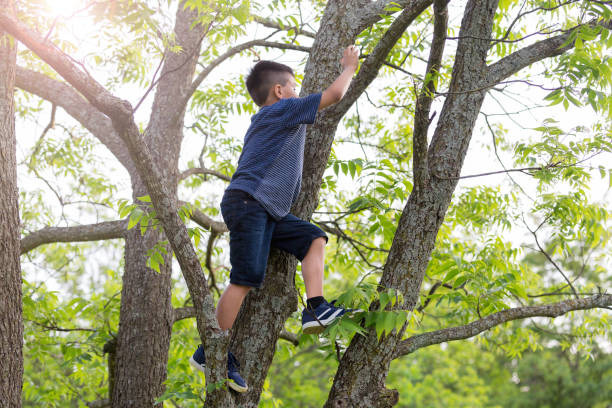 Young boy sneaks away to climb high in tree