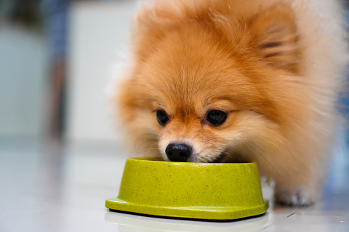 Nice taste. Close up of beautiful dog eating from the bowl, Puppy eating dogs food, Pets at home. Pomeranian dog.