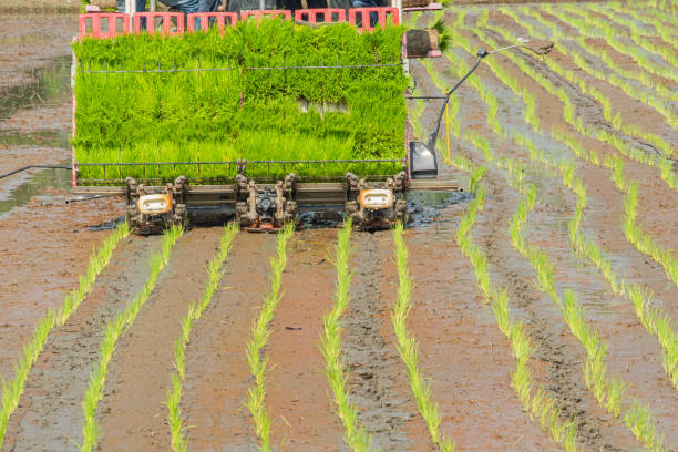 istock plantation young rice field with rice tranplanter. engine plantation 1165359151