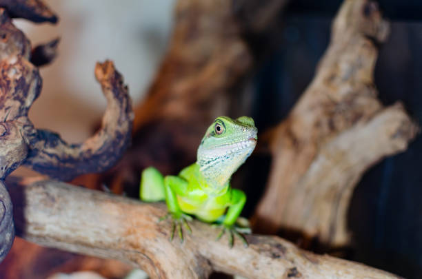 istock Chinese water dragon, in Latin physignathus cocincinus. 1165359357