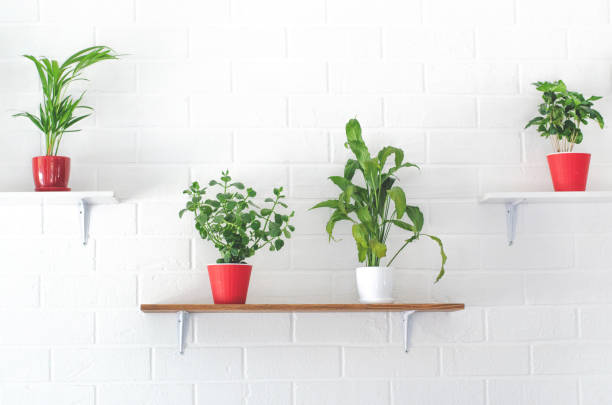 istock White brick wall with shelves with potted plants.