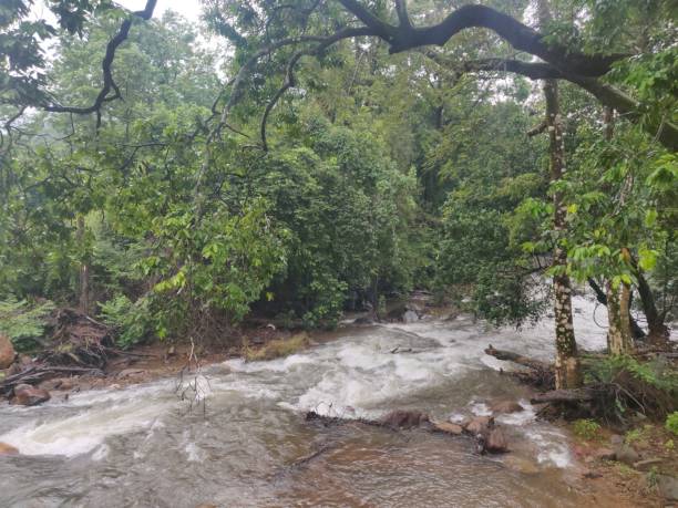 istock An image of flowing river inside a forest in Coorg district, Karnataka, India. The river is covered with trees and bushes. Unedited. 1165360961