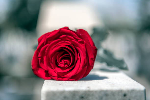 istock Flower on memorial stone close up 1165361275