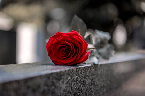 Box of red roses in a pink background