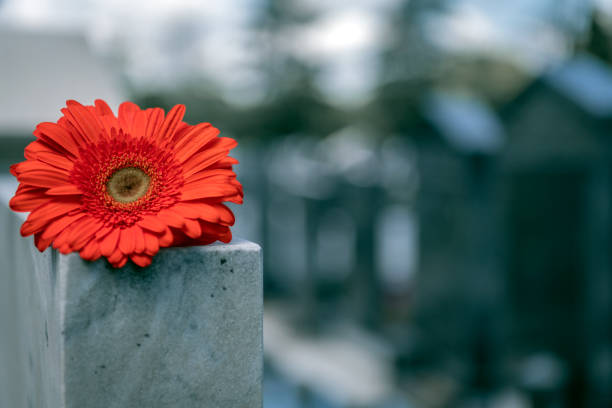 Religious tradition to put one flower in memory, of the grave in the cemetery, tragedy and sorrow for the loss of a loved one. Red Gerber was left on gravestone in the graveyard