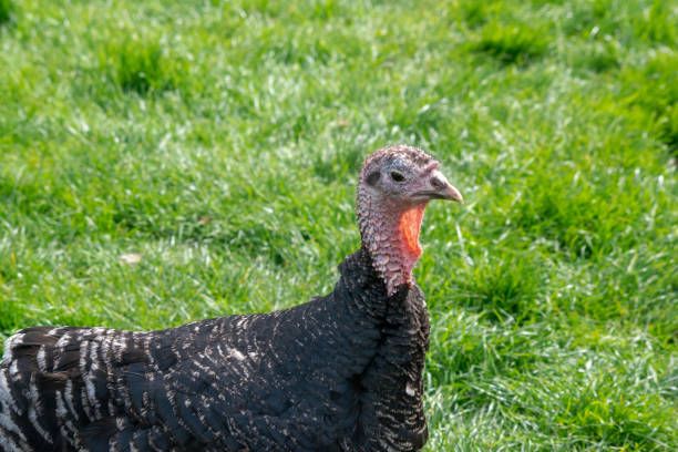 istock Female turkey standing in a field 1165362138