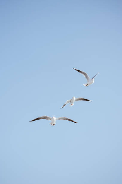 istock Seagulls are  flying in a sky 1165362443