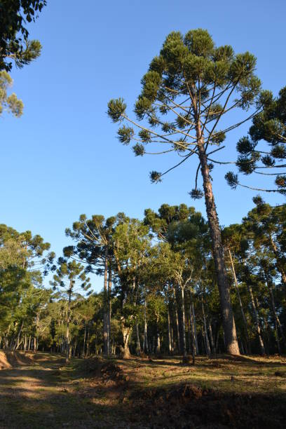 istock Landscape of Santa Catarina 1165362513