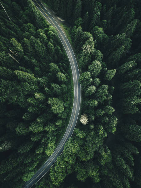 winding road in the forest on north america