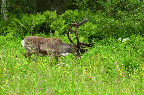 istock Reindeer (Rangifer tarandus) in forest. Finnish Lapland 1165362789