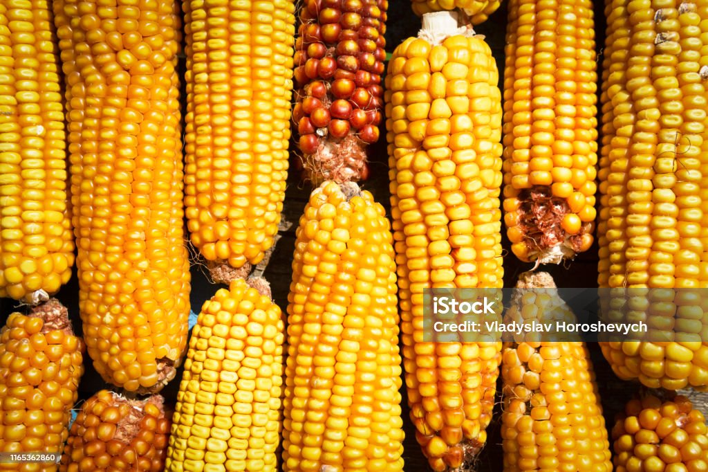 Corn Stack Design Maize Corn Stack Closeup Corn Textured Background Stock Photo ...