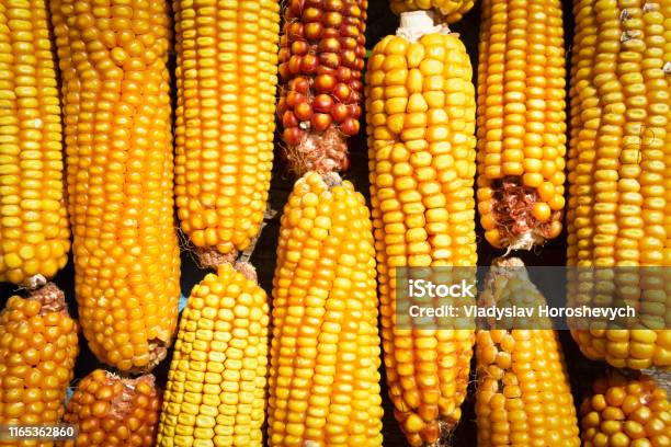 One Corn Stack Maize Corn Stack Closeup Corn Textured Background Stock Photo ...