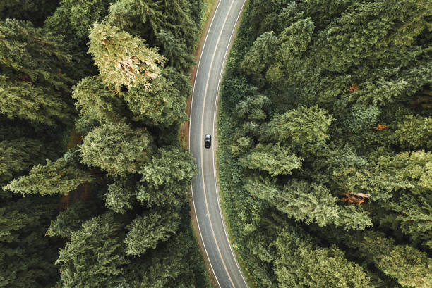 strada tortuosa nella foresta del nord america - directly above immagine foto e immagini stock