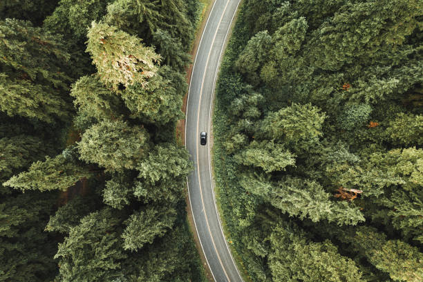 winding road in the forest on north america