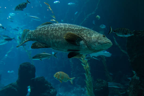 istock A grouper (Epinephelus marginatus) swimming in an aquarium in the foreground 1165364458
