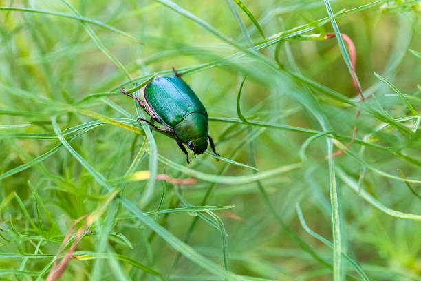 Close-up of a green beetle sitting on a green blade of grass in the spring