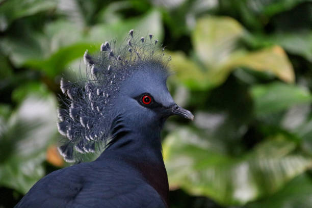istock Victoria Crowned Pigeon in rainforest 1165365605