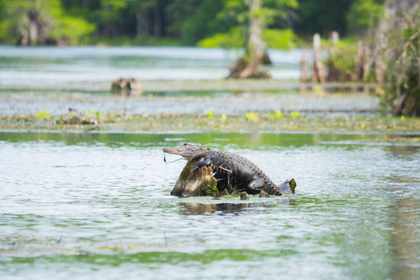 Wetland gator / alligator
